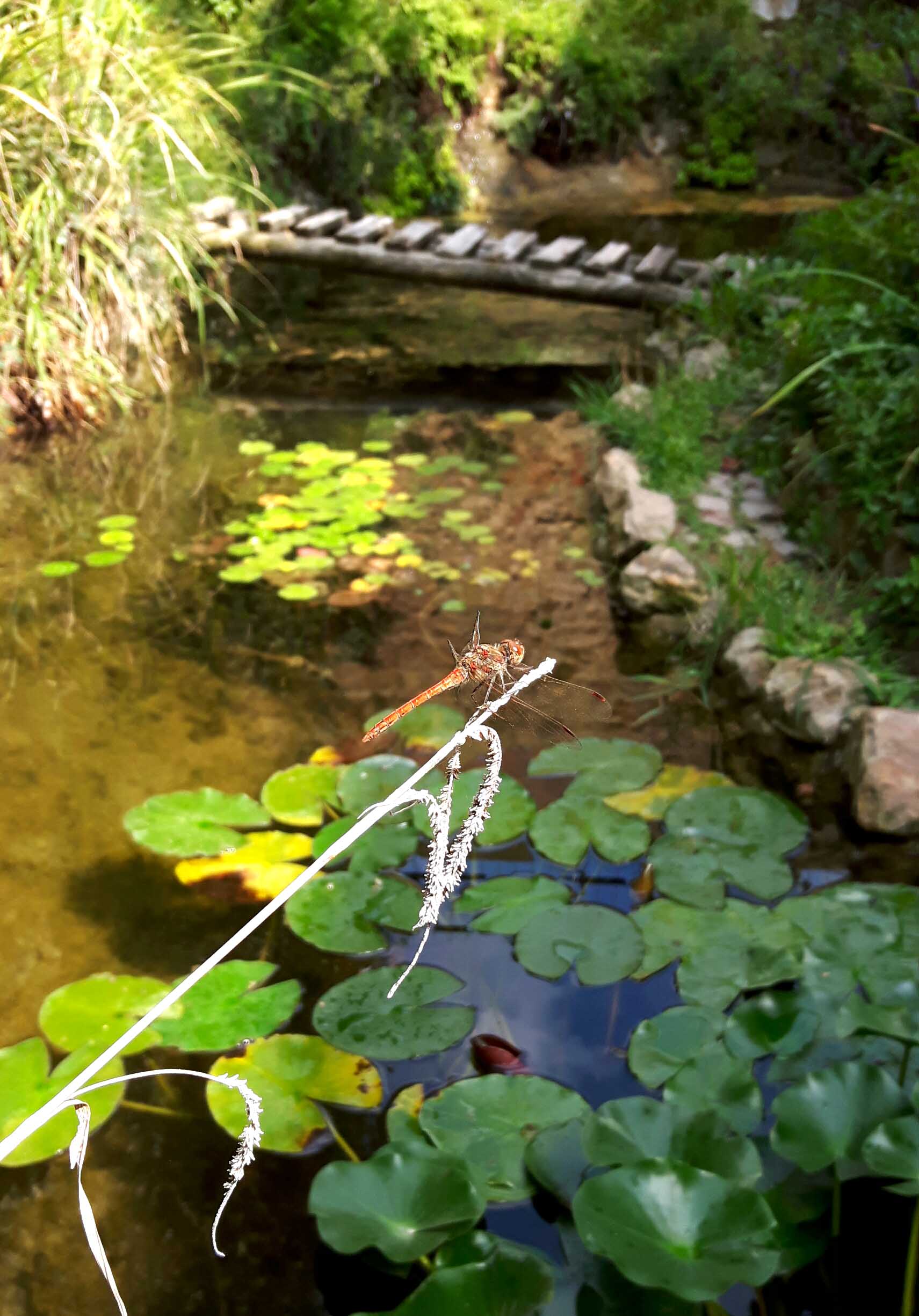 Il Laghetto del Centro di Entomologia - Piombino (LI)